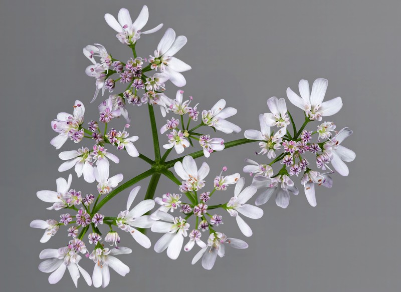 Coriander photo 2