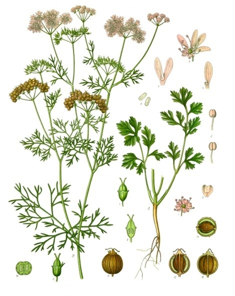Coriander