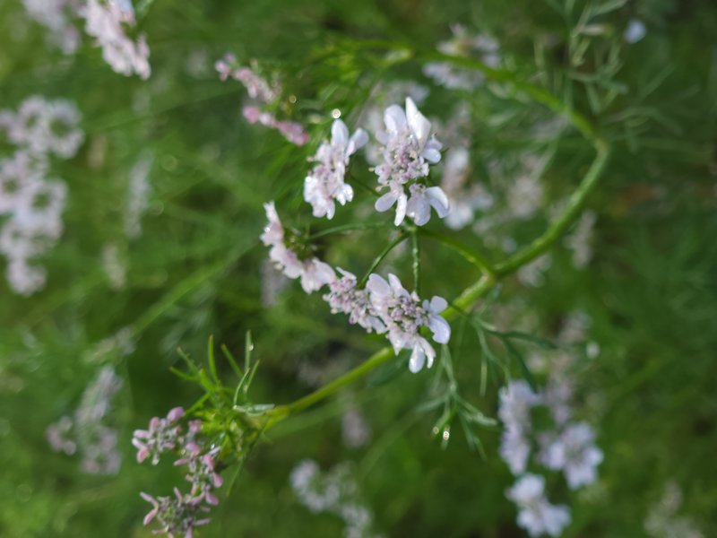 Coriander photo 5