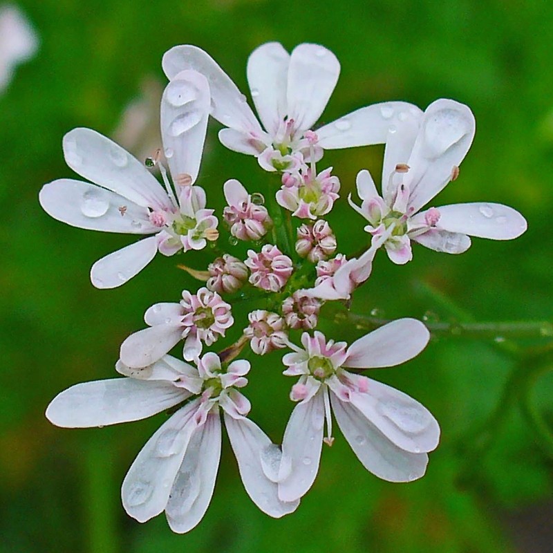 Coriander photo 6