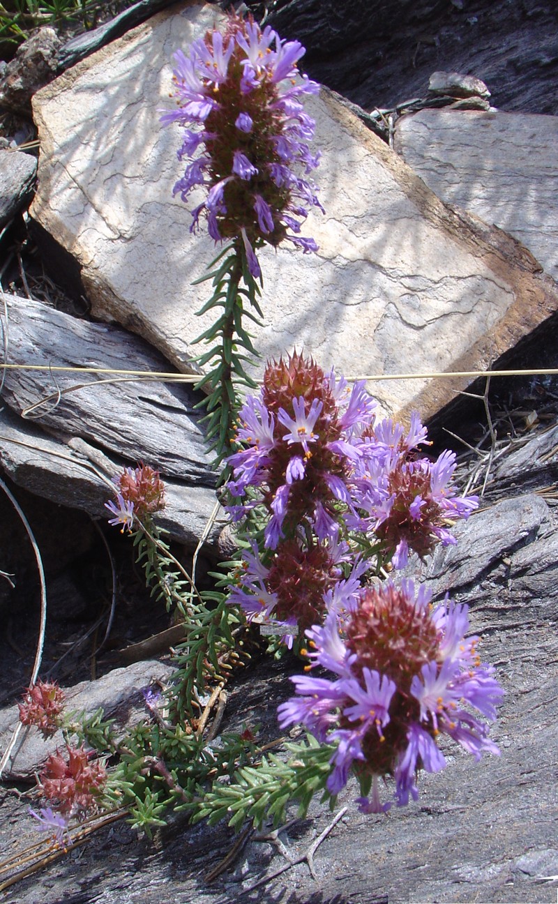 Coris monspeliensis subsp. monspeliensis