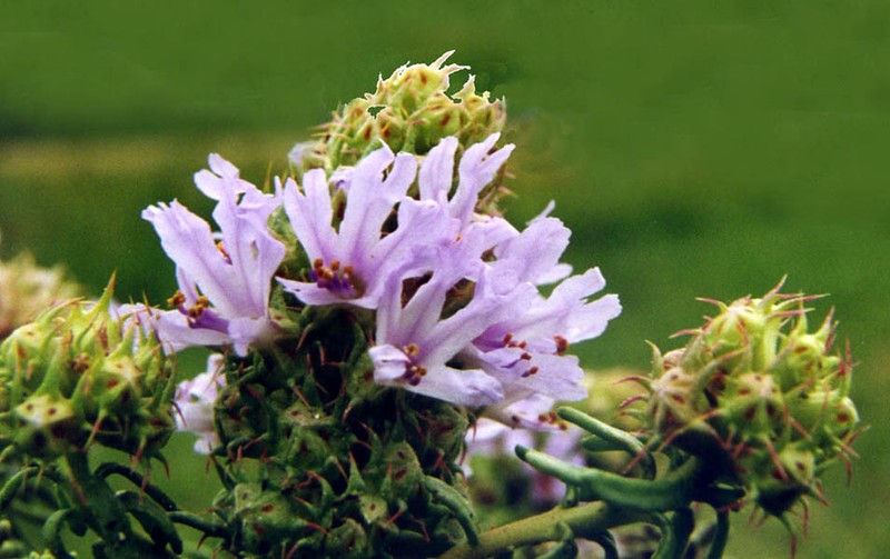 Coris monspeliensis subsp. monspeliensis photo 2