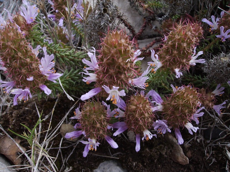 Coris monspeliensis subsp. monspeliensis photo 3