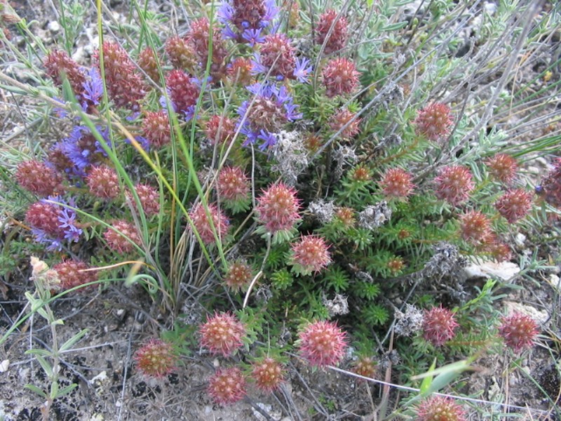 Coris monspeliensis subsp. monspeliensis photo 4