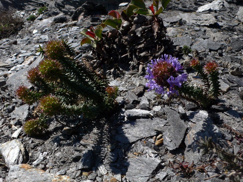 Coris monspeliensis subsp. monspeliensis photo 5