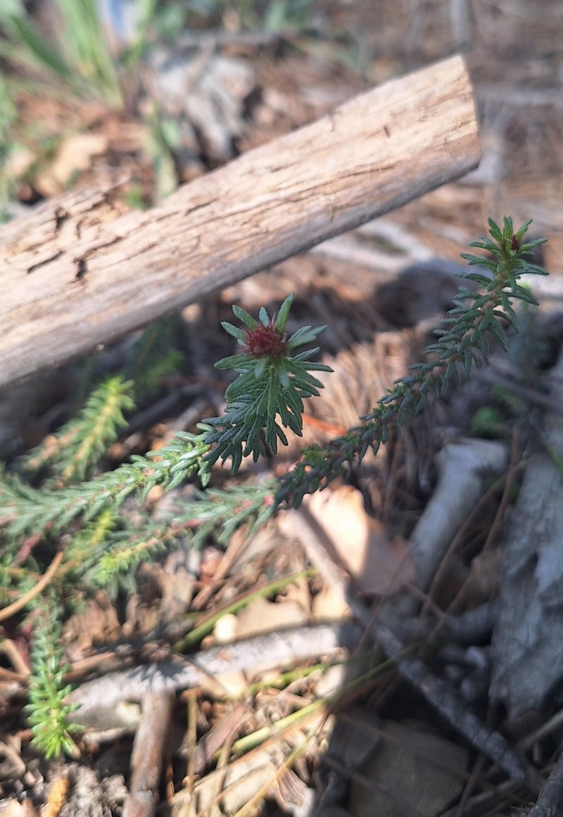 Coris monspeliensis subsp. monspeliensis photo 6