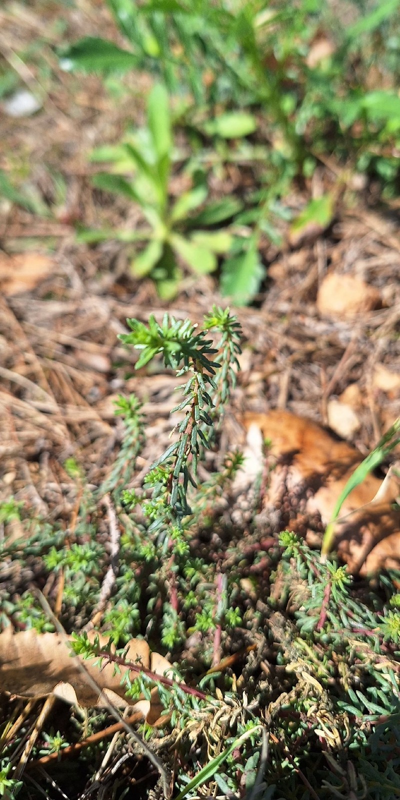 Coris monspeliensis subsp. monspeliensis photo 7