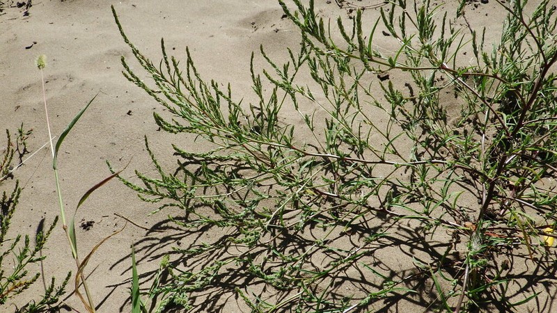 American Bugseed