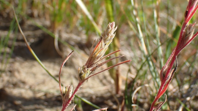 American Bugseed photo 2