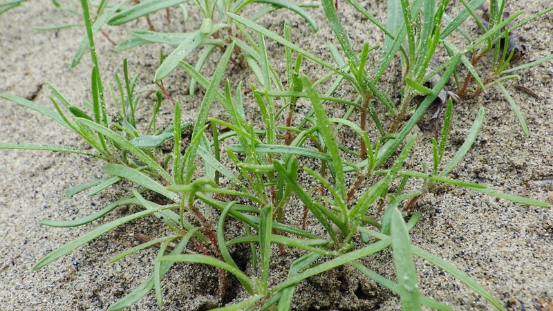 American Bugseed photo 4