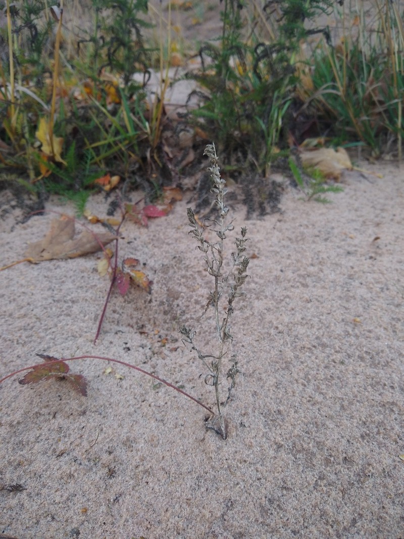 American Bugseed photo 7