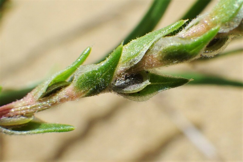 American Bugseed photo 8