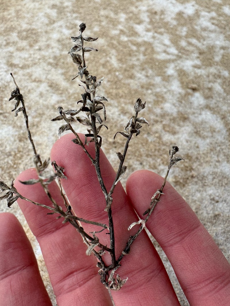Corispermum americanum var. americanum