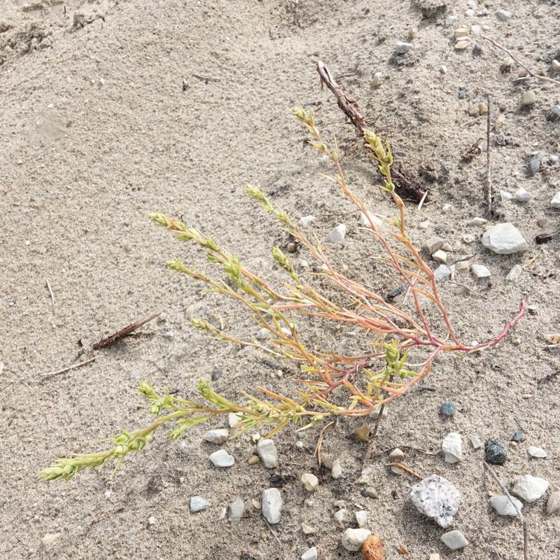 Corispermum americanum var. americanum photo 2