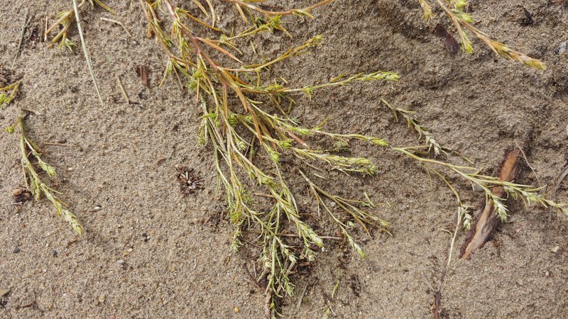 Corispermum americanum var. americanum photo 3