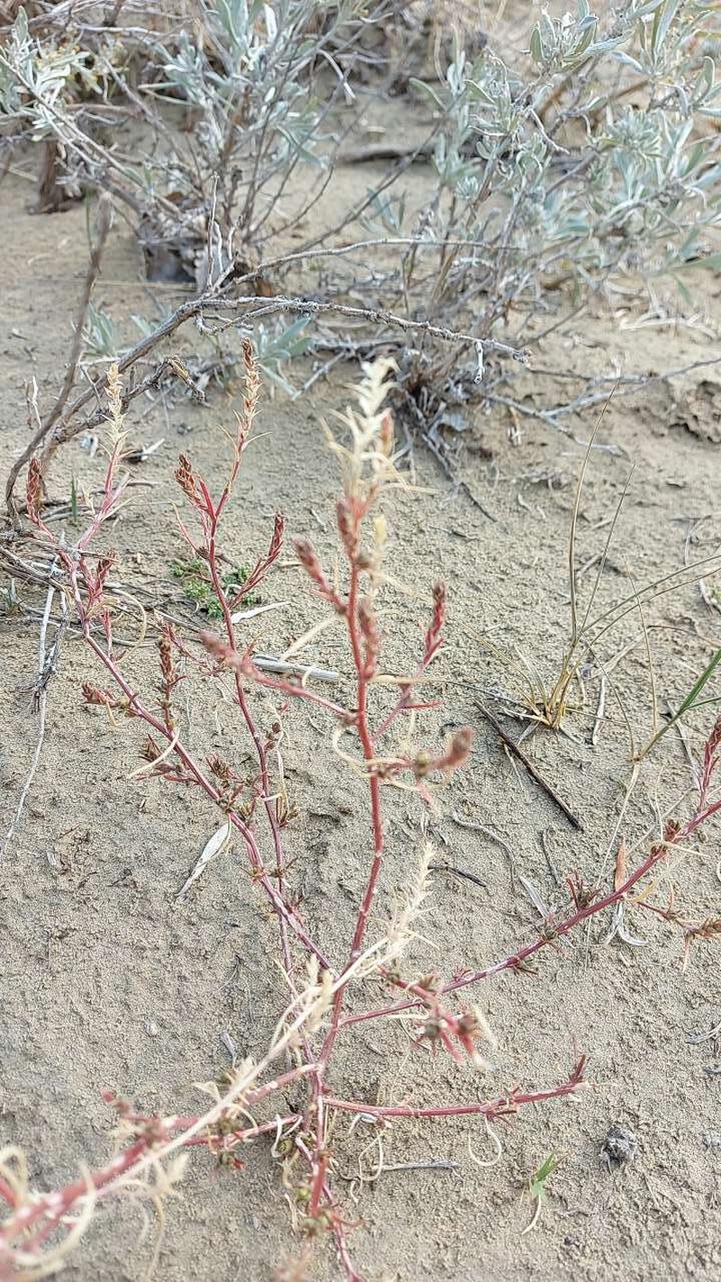 Corispermum americanum var. americanum photo 4