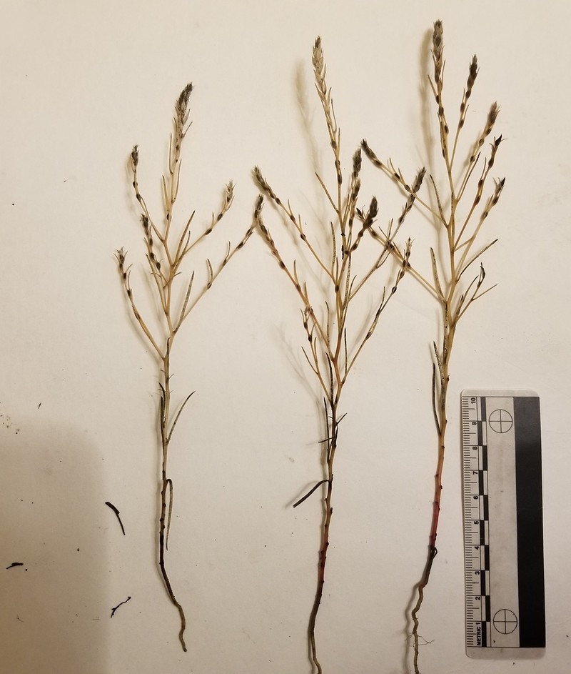 Corispermum americanum var. americanum photo 5