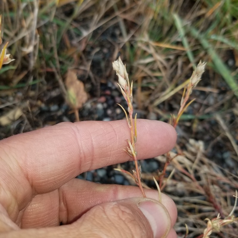 Corispermum americanum var. americanum photo 6