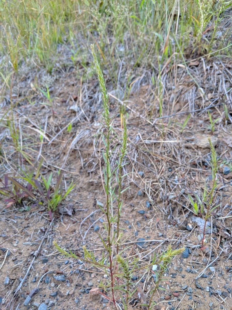 Corispermum americanum var. americanum photo 7