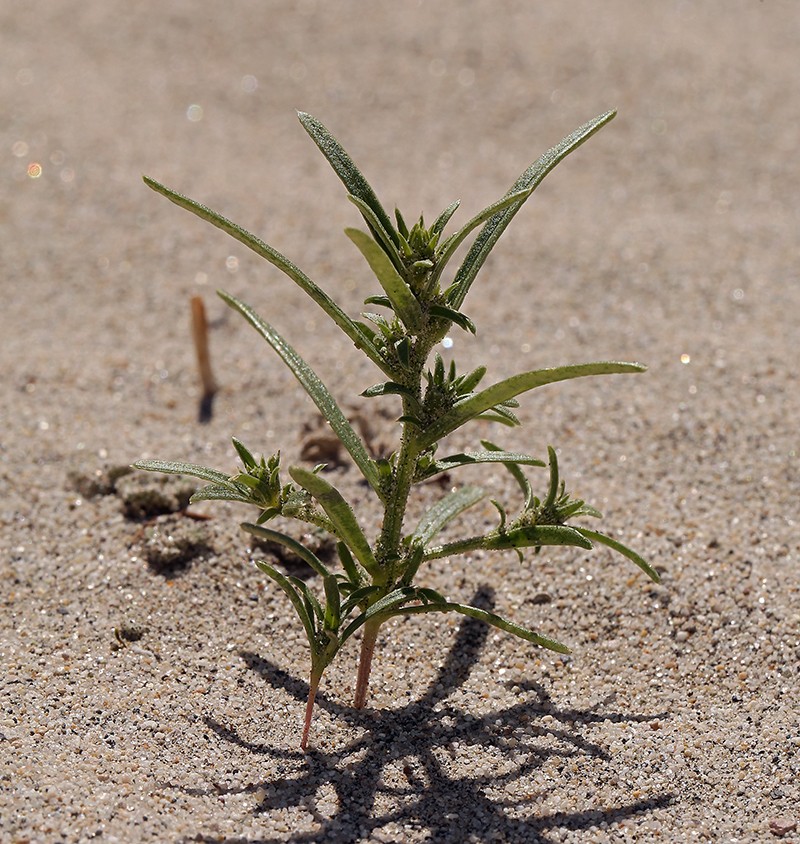 Corispermum americanum var. americanum photo 8