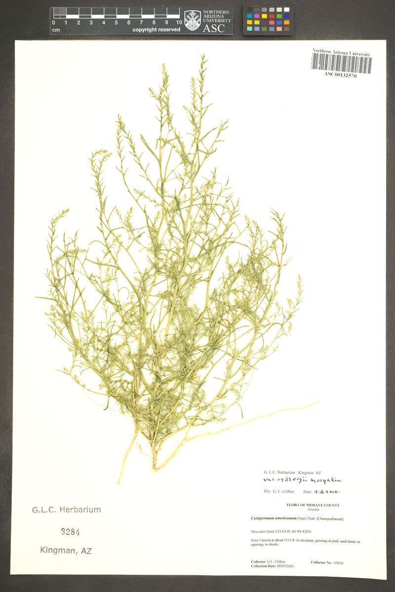 Corispermum americanum var. rydbergii