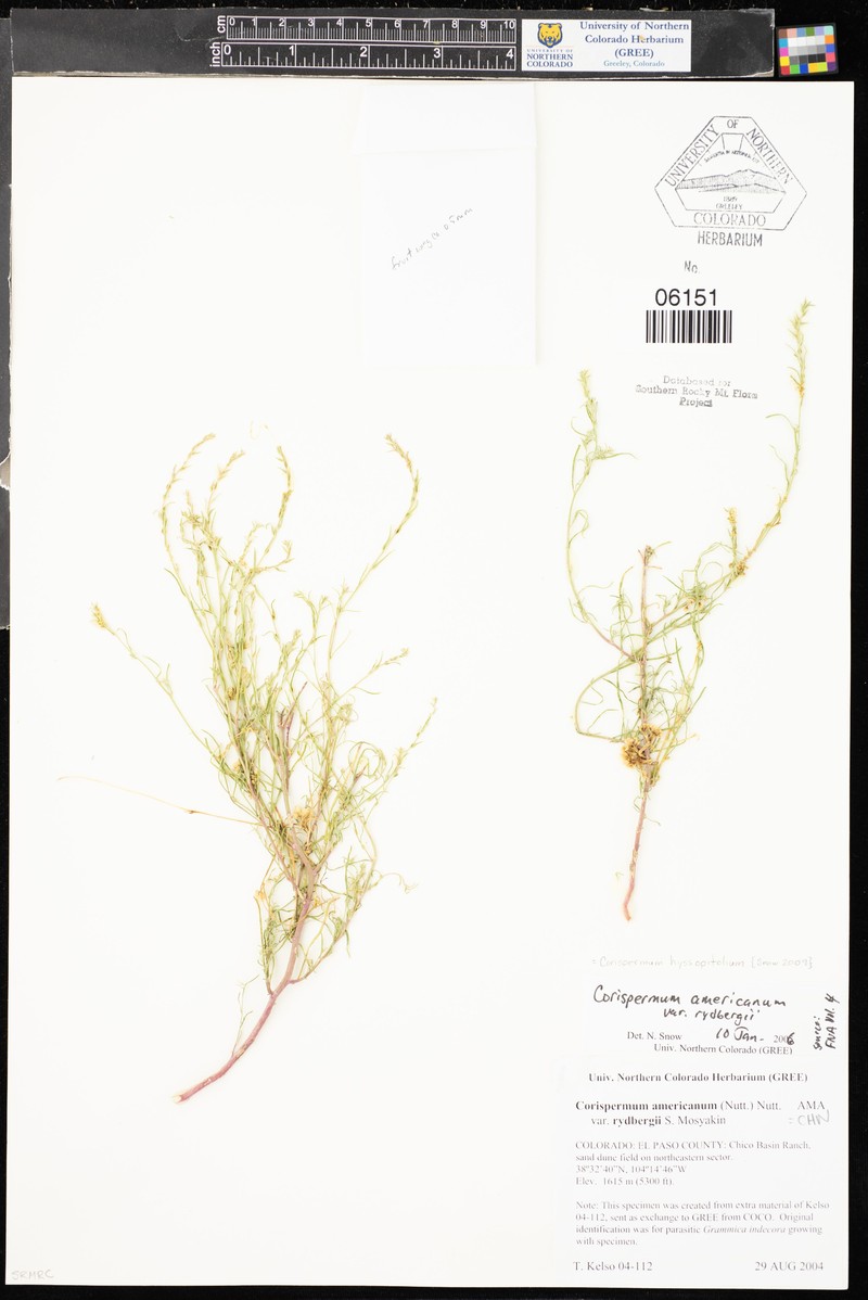 Corispermum americanum var. rydbergii photo 2