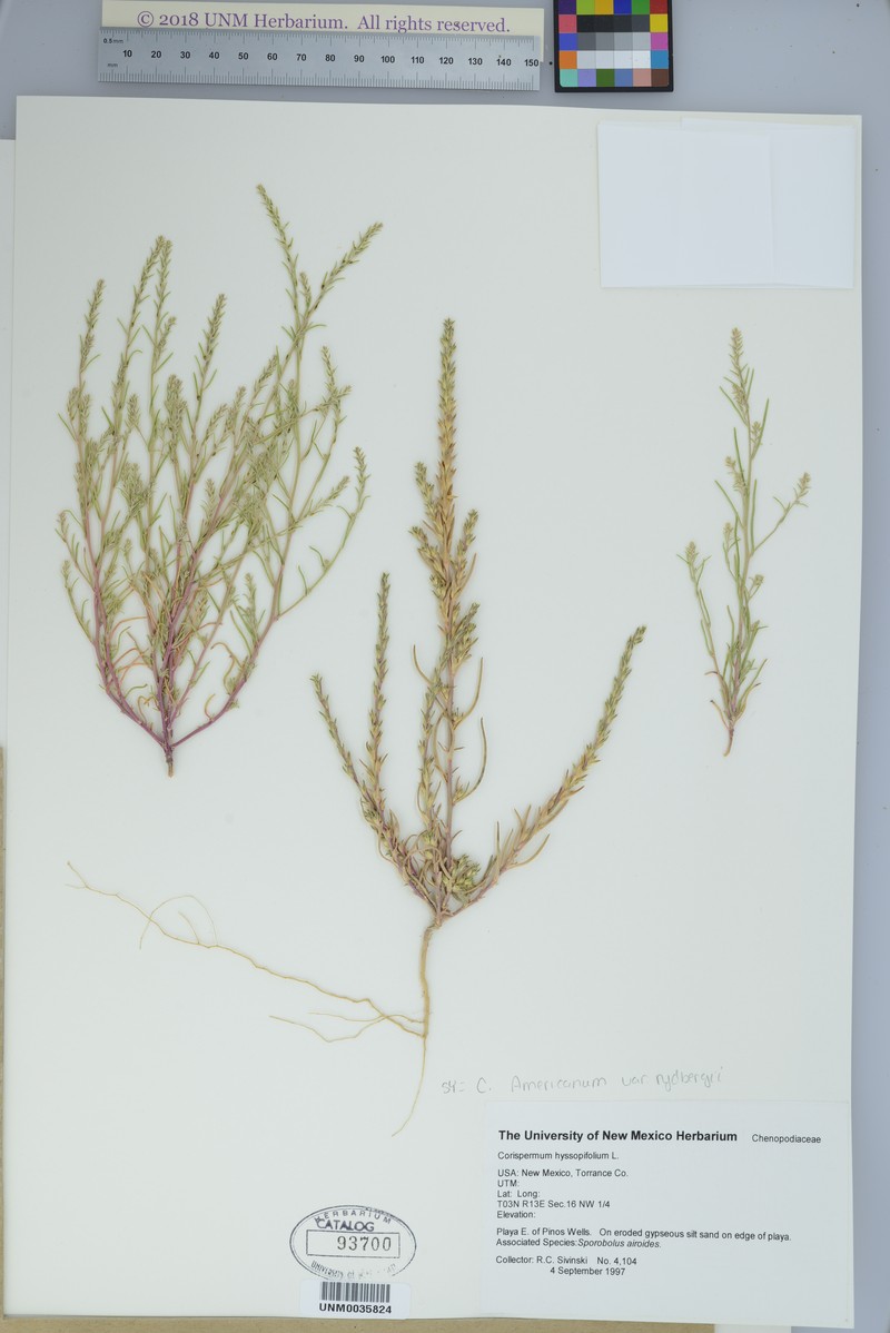 Corispermum americanum var. rydbergii photo 3