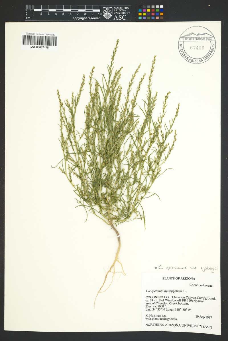 Corispermum americanum var. rydbergii photo 4