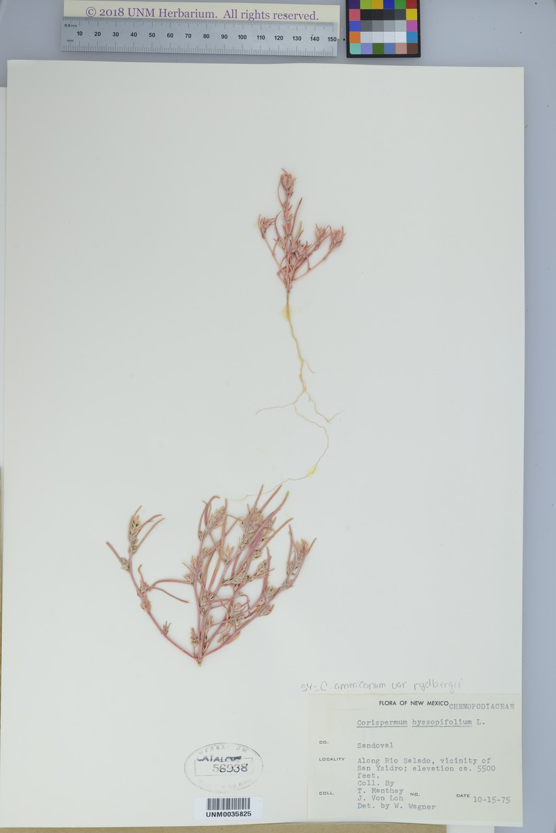 Corispermum americanum var. rydbergii photo 5