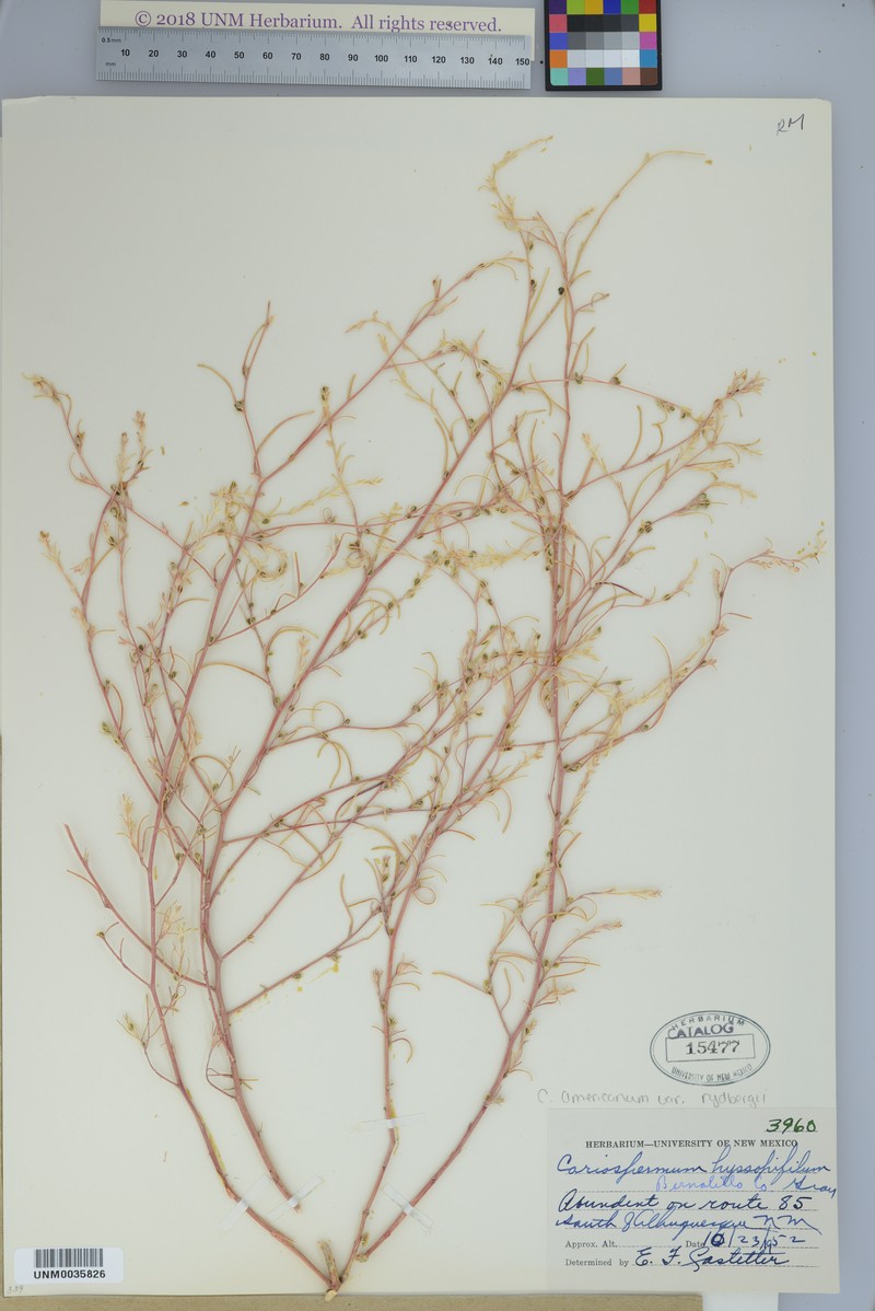 Corispermum americanum var. rydbergii photo 6