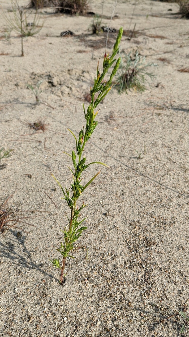 Corispermum hookeri var. hookeri photo 2