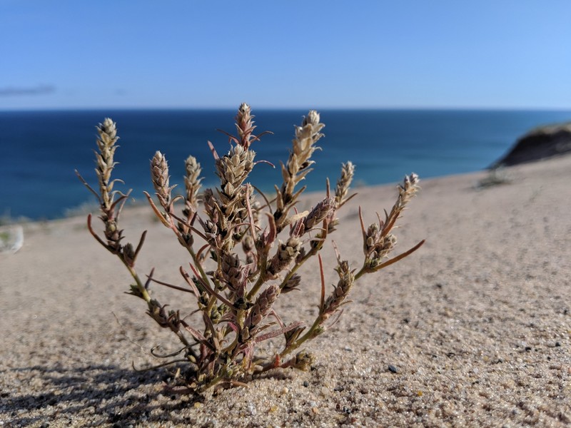 Corispermum hookeri var. hookeri photo 3