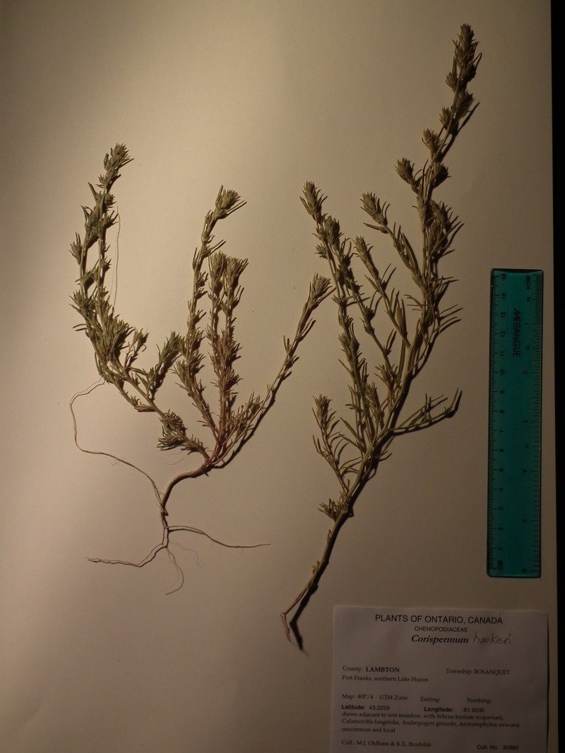 Corispermum hookeri var. hookeri photo 4
