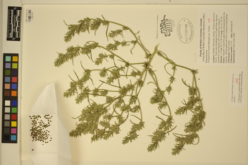Corispermum hookeri var. hookeri