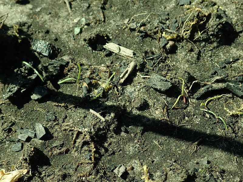 Bugseed photo 4