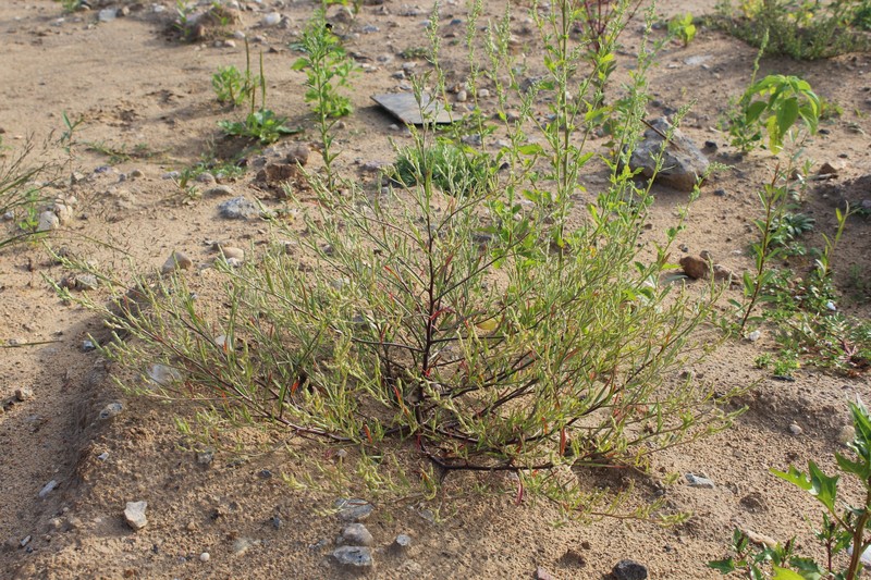 Bugseed photo 3