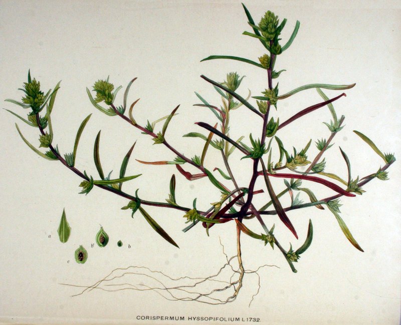 Bugseed photo 5