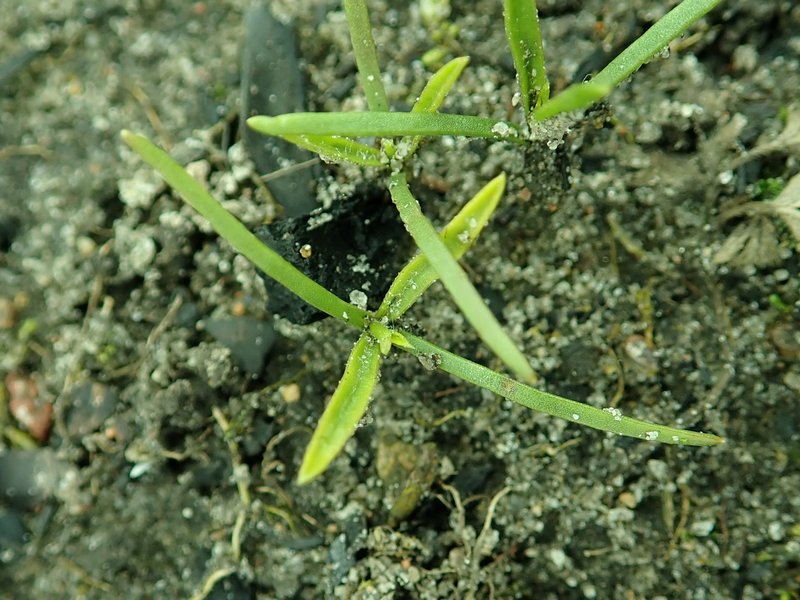 Bugseed photo 7