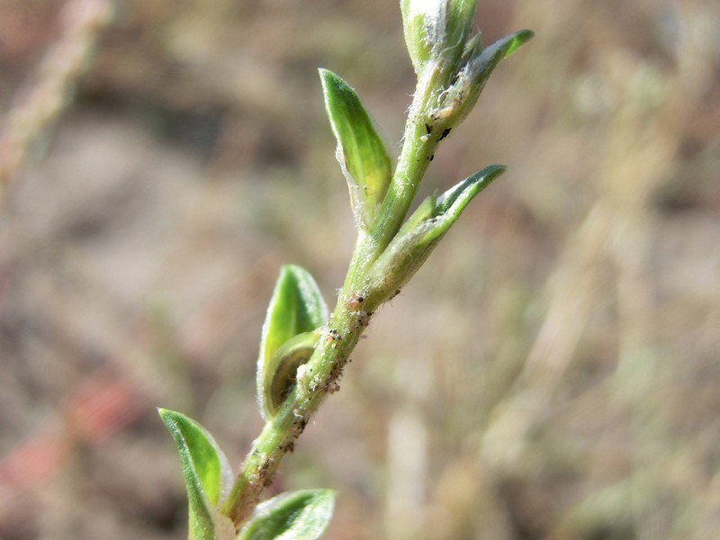 Bugseed photo 8