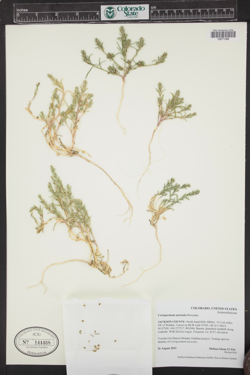 Crescent Bugseed
