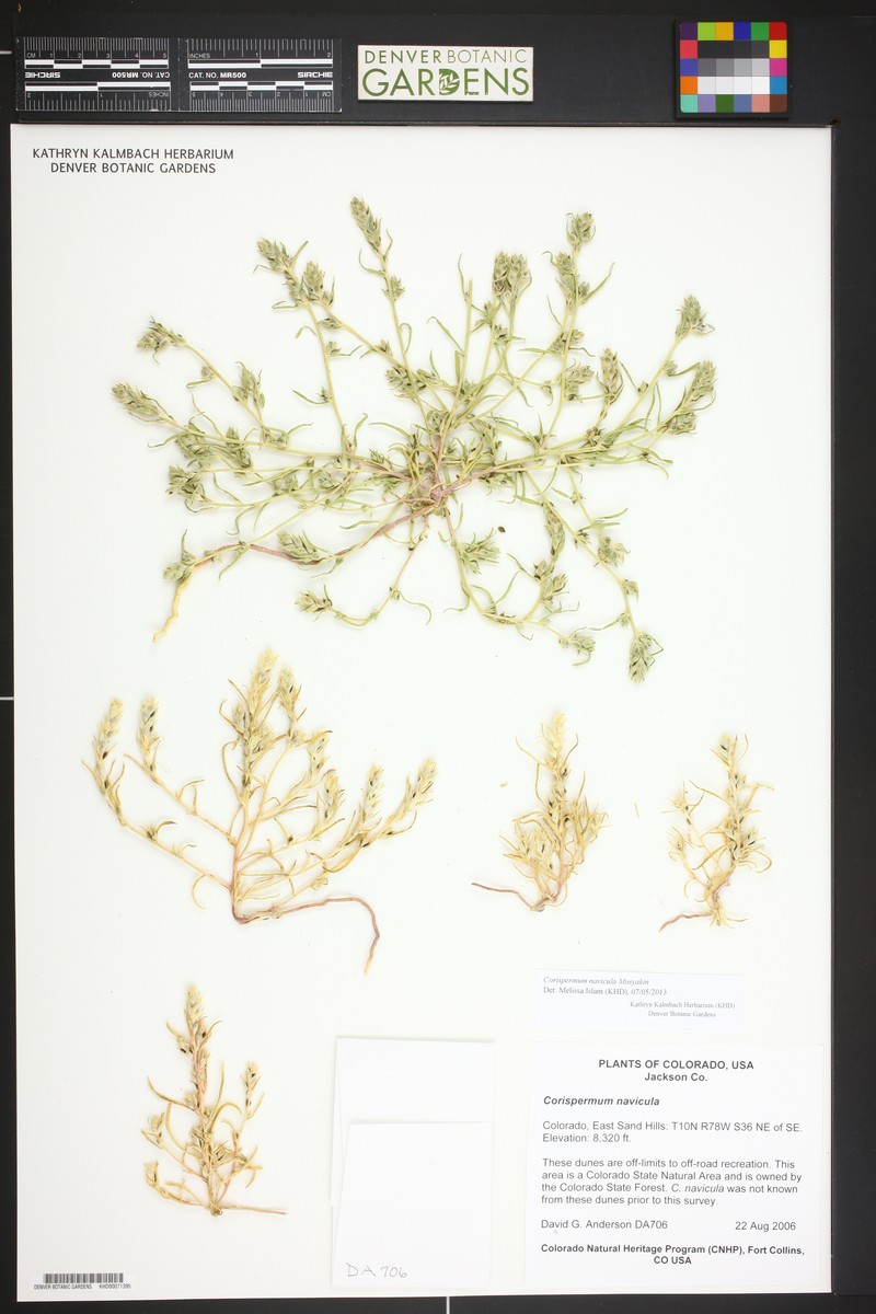 Crescent Bugseed photo 2