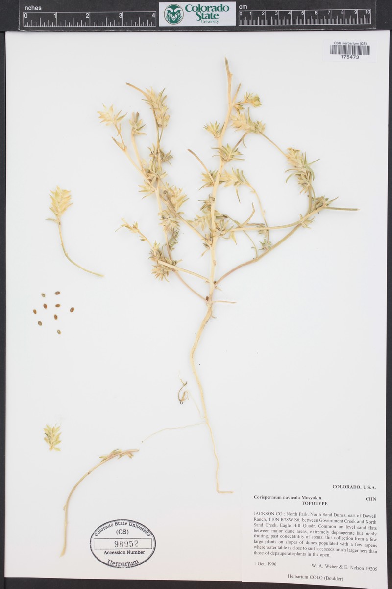 Crescent Bugseed photo 3
