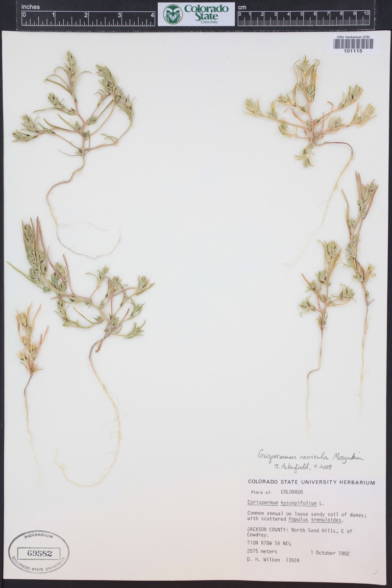 Crescent Bugseed photo 4