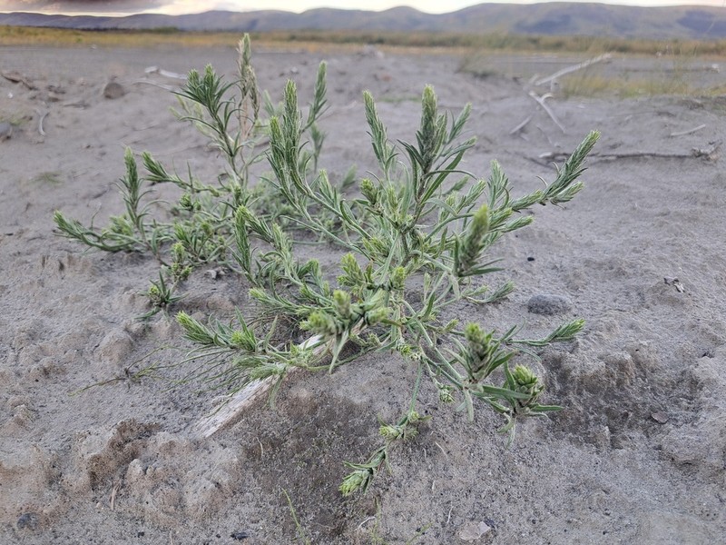 Russian Bugseed photo 2