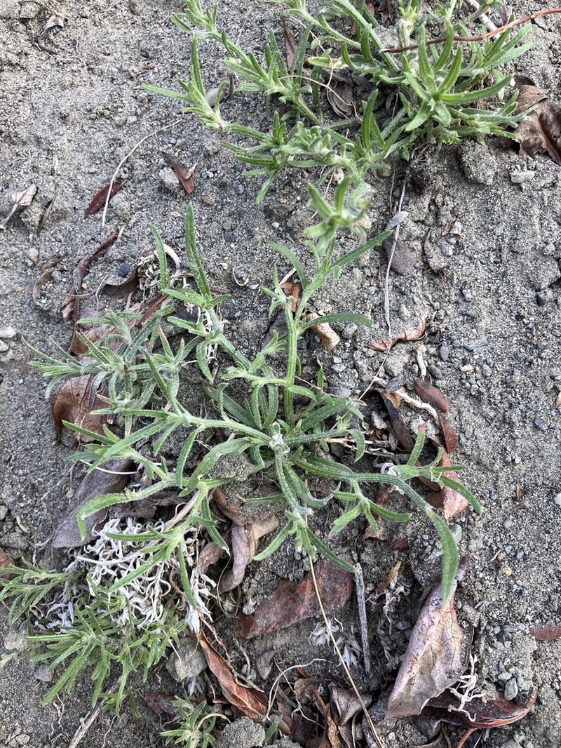 Russian Bugseed photo 4