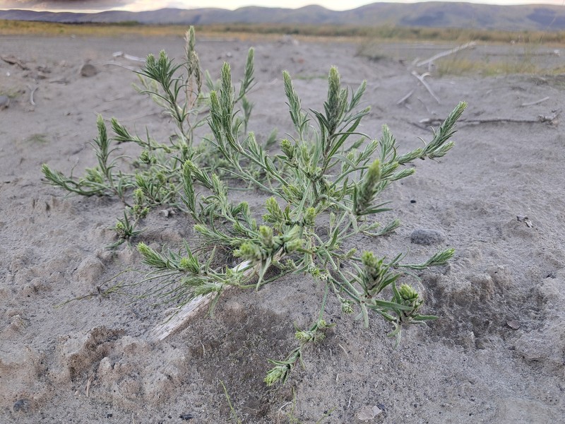 Russian Bugseed photo 5