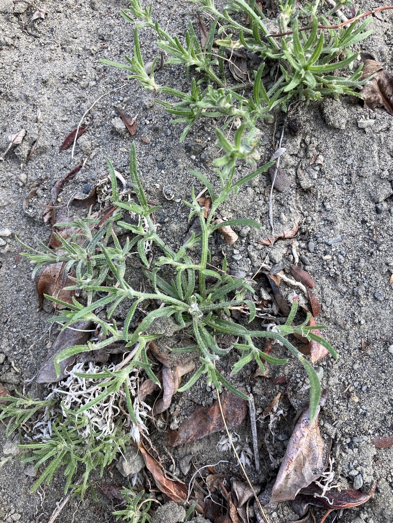 Russian Bugseed photo 6