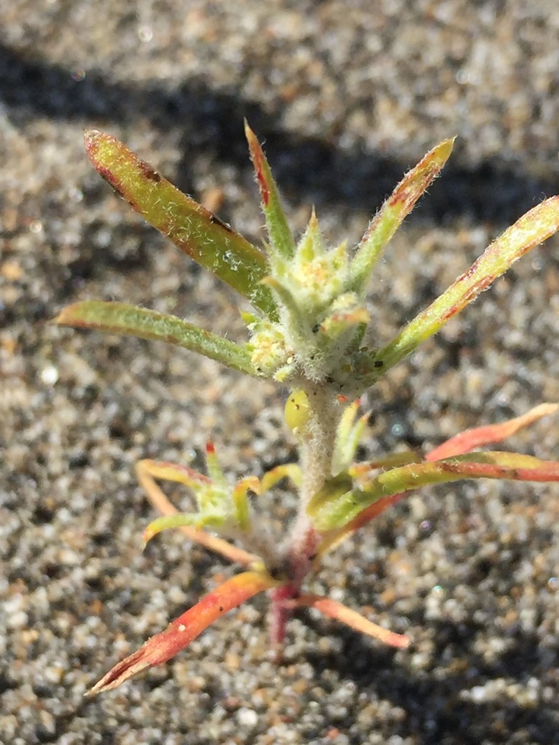 Corispermum ochotense var. alaskanum