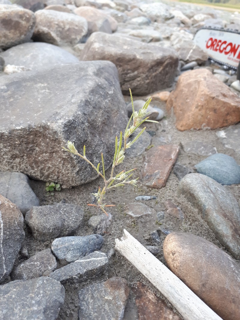 Corispermum ochotense var. alaskanum photo 2