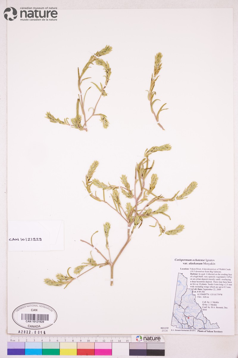 Corispermum ochotense var. alaskanum photo 3